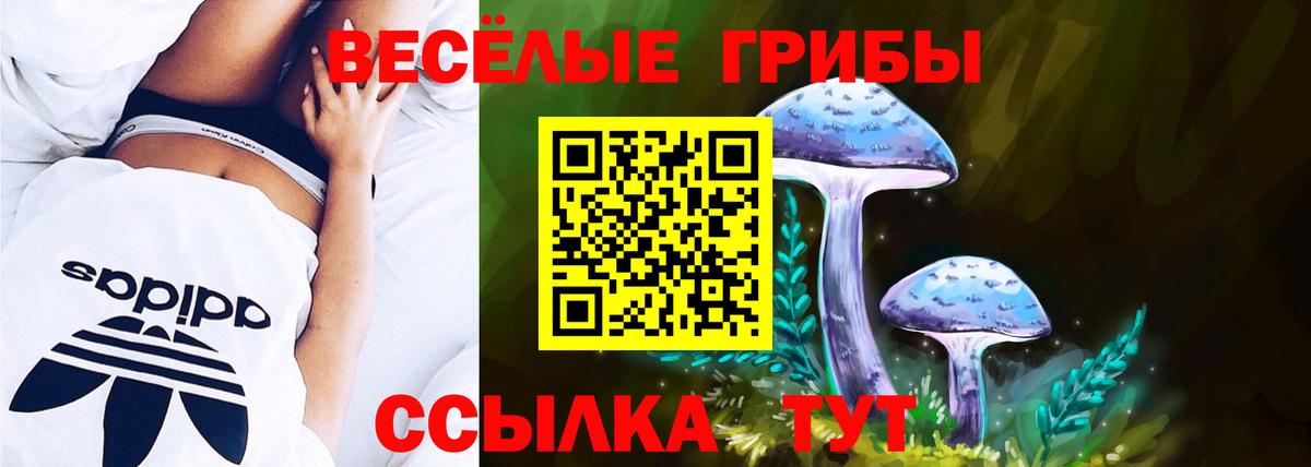 Галлюциногенные грибы Psilocybine cubensis Гусиноозёрск